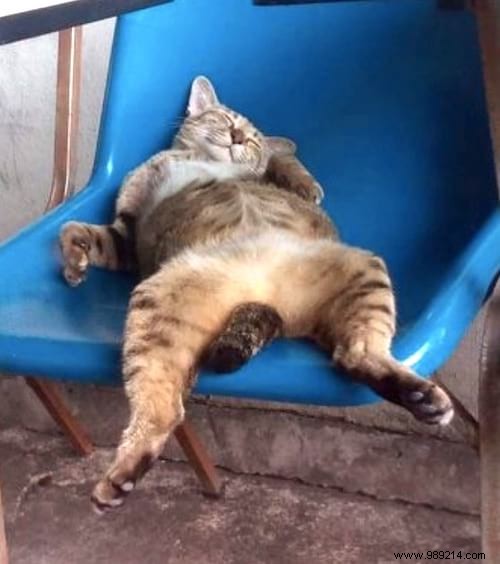 31 Hilarious Photos of Cats Sleeping in Absurd Positions – Instant Mood Booster