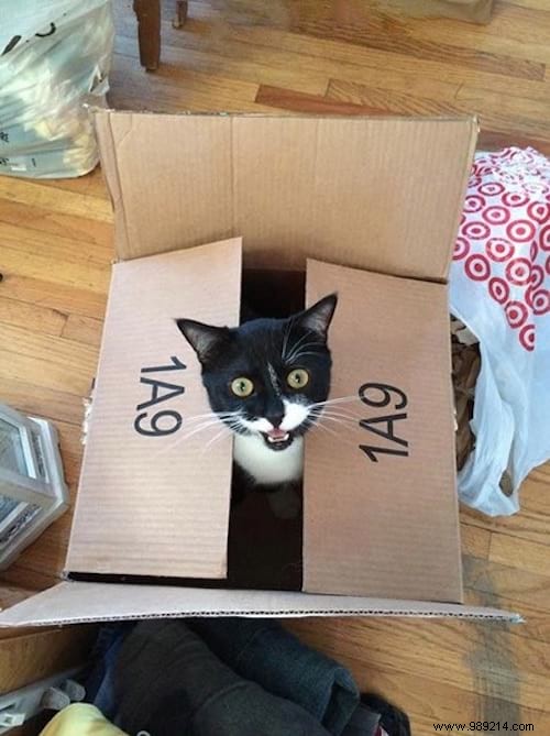 19 Adorable Photos of Animals Discovering the World for the First Time