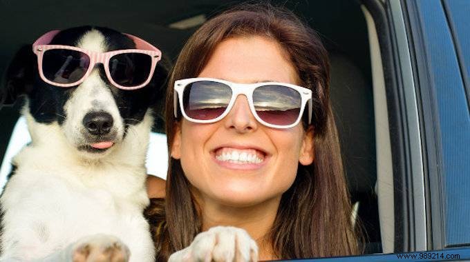 Expert Tips for Safely Traveling with Your Dog or Cat by Air or Car
