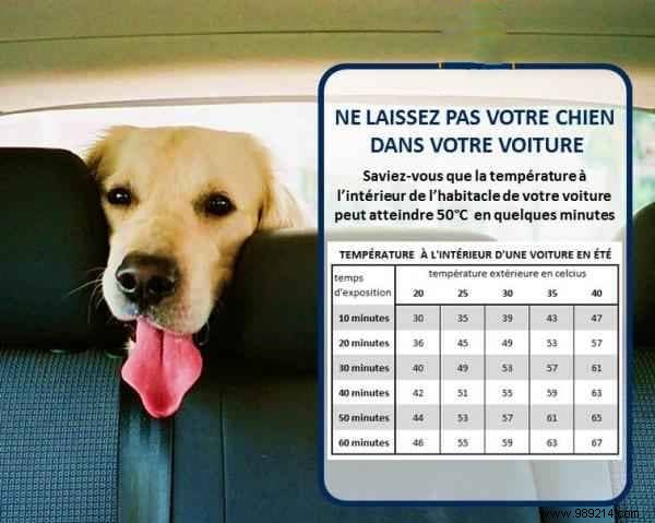 Expert Tips for Safely Traveling with Your Dog or Cat by Air or Car