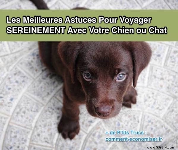 Expert Tips for Safely Traveling with Your Dog or Cat by Air or Car