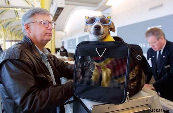 Expert Tips for Safely Traveling with Your Dog or Cat by Air or Car