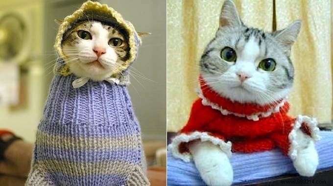 108 Adorable Photos of Cats in Cozy Sweaters: A Heartwarming Winter Gallery
