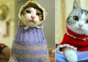 108 Adorable Photos of Cats in Cozy Sweaters: A Heartwarming Winter Gallery