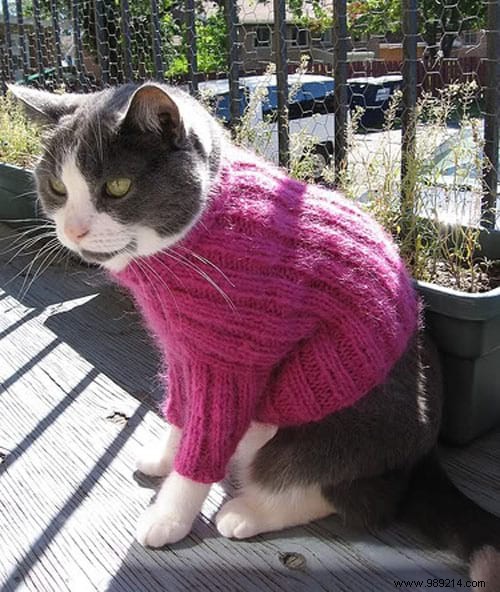 108 Adorable Photos of Cats in Cozy Sweaters: A Heartwarming Winter Gallery