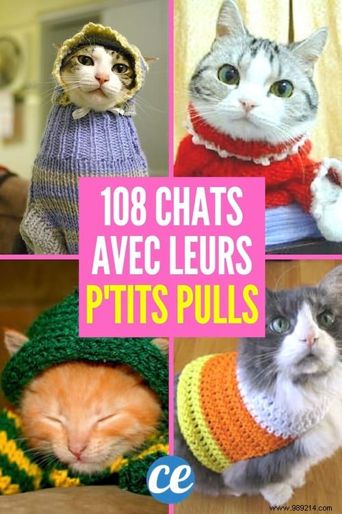 108 Adorable Photos of Cats in Cozy Sweaters: A Heartwarming Winter Gallery