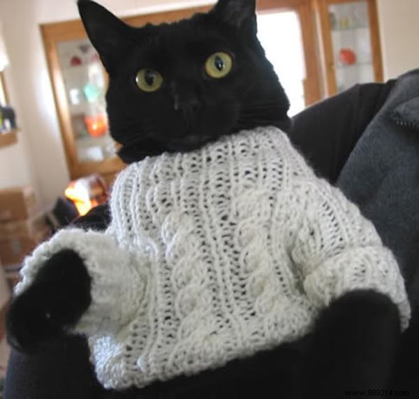 108 Adorable Photos of Cats in Cozy Sweaters: A Heartwarming Winter Gallery