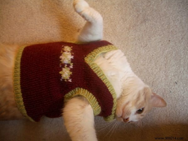108 Adorable Photos of Cats in Cozy Sweaters: A Heartwarming Winter Gallery