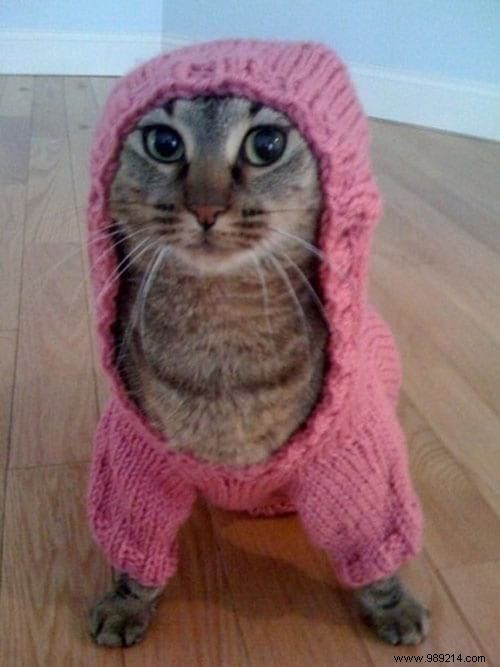 108 Adorable Photos of Cats in Cozy Sweaters: A Heartwarming Winter Gallery