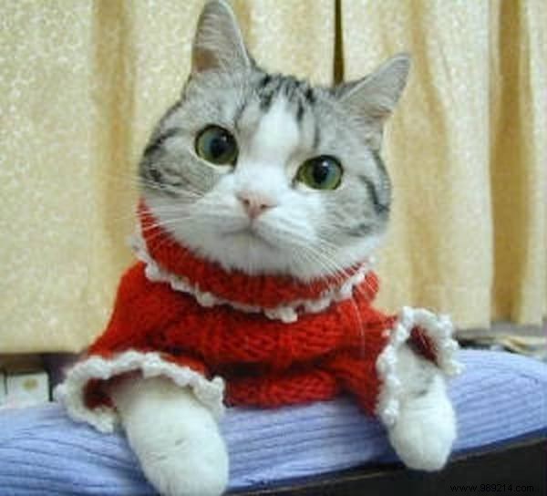 108 Adorable Photos of Cats in Cozy Sweaters: A Heartwarming Winter Gallery