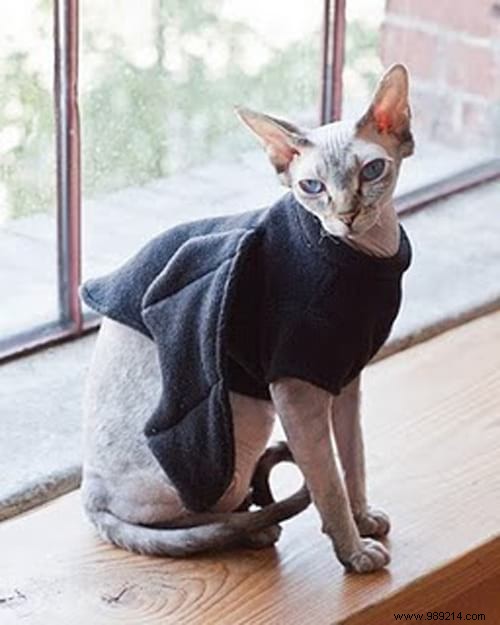 108 Adorable Photos of Cats in Cozy Sweaters: A Heartwarming Winter Gallery