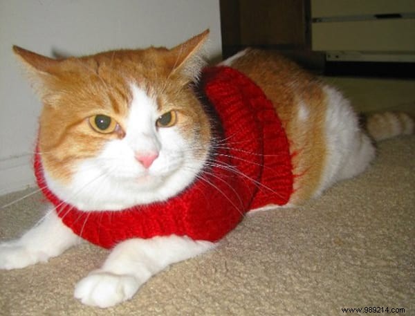 108 Adorable Photos of Cats in Cozy Sweaters: A Heartwarming Winter Gallery