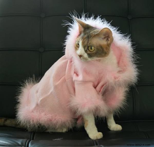 108 Adorable Photos of Cats in Cozy Sweaters: A Heartwarming Winter Gallery