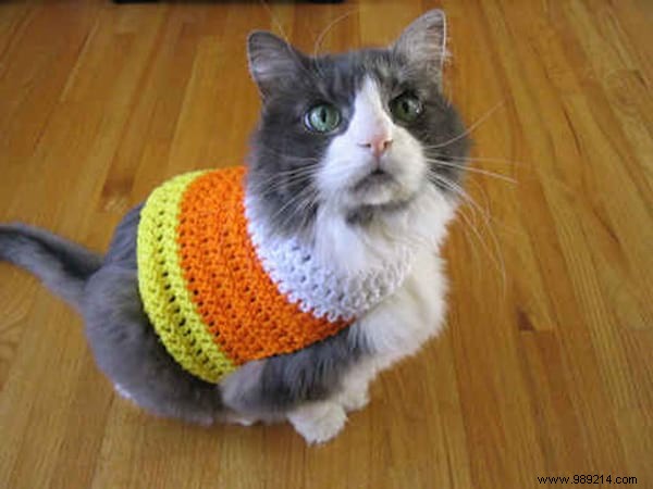 108 Adorable Photos of Cats in Cozy Sweaters: A Heartwarming Winter Gallery