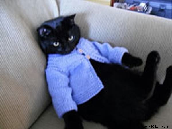 108 Adorable Photos of Cats in Cozy Sweaters: A Heartwarming Winter Gallery