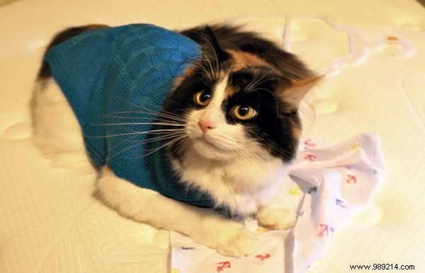 108 Adorable Photos of Cats in Cozy Sweaters: A Heartwarming Winter Gallery