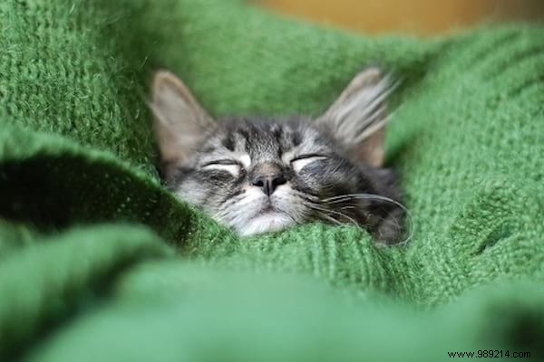 108 Adorable Photos of Cats in Cozy Sweaters: A Heartwarming Winter Gallery