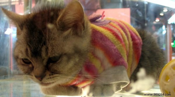 108 Adorable Photos of Cats in Cozy Sweaters: A Heartwarming Winter Gallery