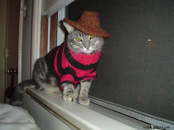 108 Adorable Photos of Cats in Cozy Sweaters: A Heartwarming Winter Gallery
