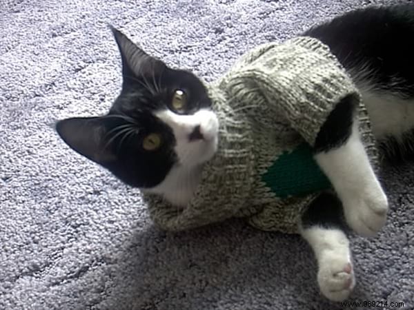 108 Adorable Photos of Cats in Cozy Sweaters: A Heartwarming Winter Gallery