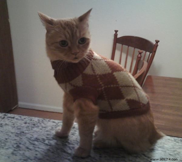 108 Adorable Photos of Cats in Cozy Sweaters: A Heartwarming Winter Gallery