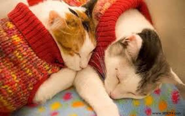 108 Adorable Photos of Cats in Cozy Sweaters: A Heartwarming Winter Gallery