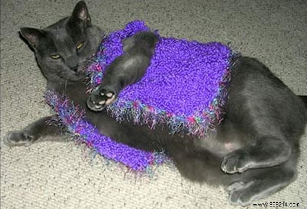 108 Adorable Photos of Cats in Cozy Sweaters: A Heartwarming Winter Gallery