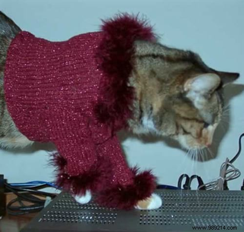 108 Adorable Photos of Cats in Cozy Sweaters: A Heartwarming Winter Gallery