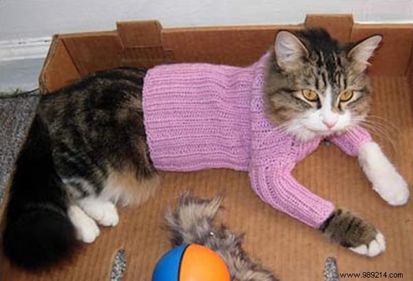 108 Adorable Photos of Cats in Cozy Sweaters: A Heartwarming Winter Gallery