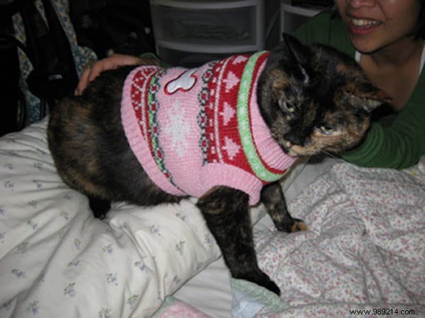 108 Adorable Photos of Cats in Cozy Sweaters: A Heartwarming Winter Gallery