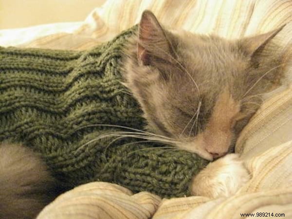 108 Adorable Photos of Cats in Cozy Sweaters: A Heartwarming Winter Gallery