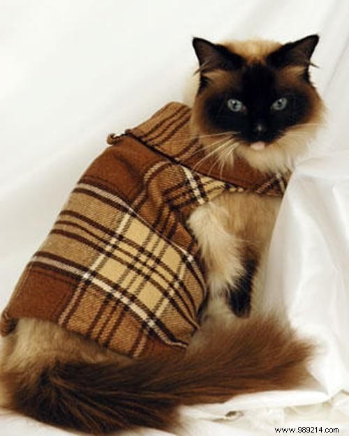 108 Adorable Photos of Cats in Cozy Sweaters: A Heartwarming Winter Gallery