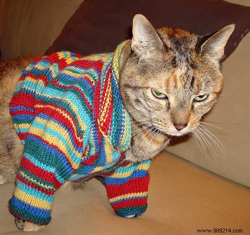 108 Adorable Photos of Cats in Cozy Sweaters: A Heartwarming Winter Gallery