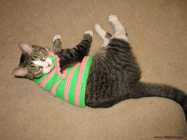 108 Adorable Photos of Cats in Cozy Sweaters: A Heartwarming Winter Gallery