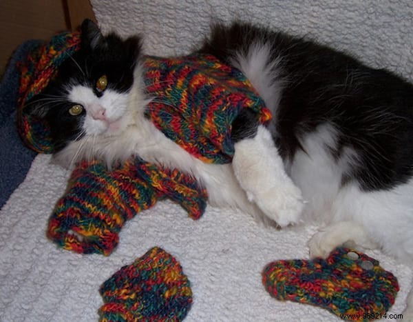 108 Adorable Photos of Cats in Cozy Sweaters: A Heartwarming Winter Gallery