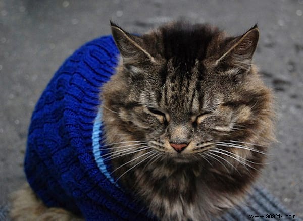 108 Adorable Photos of Cats in Cozy Sweaters: A Heartwarming Winter Gallery