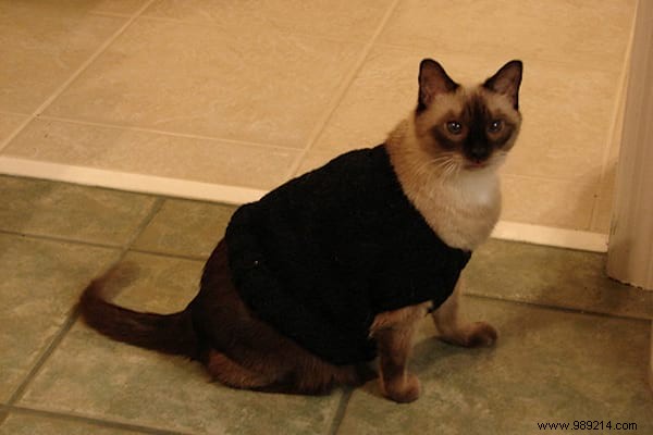 108 Adorable Photos of Cats in Cozy Sweaters: A Heartwarming Winter Gallery