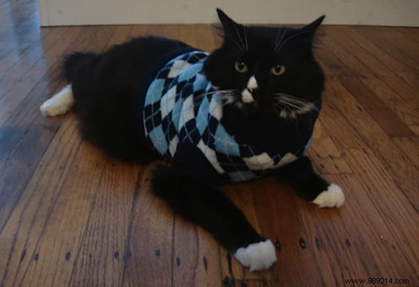 108 Adorable Photos of Cats in Cozy Sweaters: A Heartwarming Winter Gallery