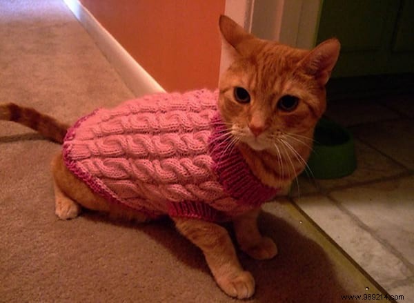 108 Adorable Photos of Cats in Cozy Sweaters: A Heartwarming Winter Gallery