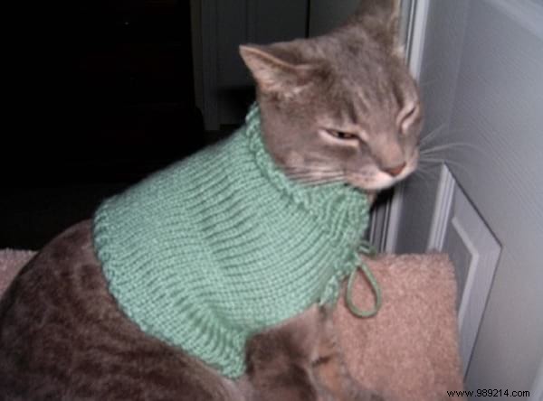 108 Adorable Photos of Cats in Cozy Sweaters: A Heartwarming Winter Gallery