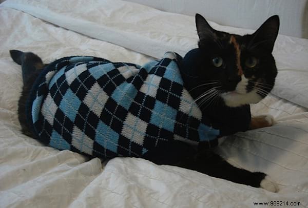 108 Adorable Photos of Cats in Cozy Sweaters: A Heartwarming Winter Gallery