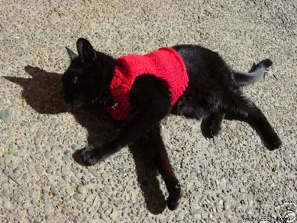 108 Adorable Photos of Cats in Cozy Sweaters: A Heartwarming Winter Gallery
