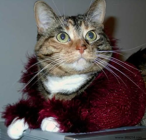 108 Adorable Photos of Cats in Cozy Sweaters: A Heartwarming Winter Gallery