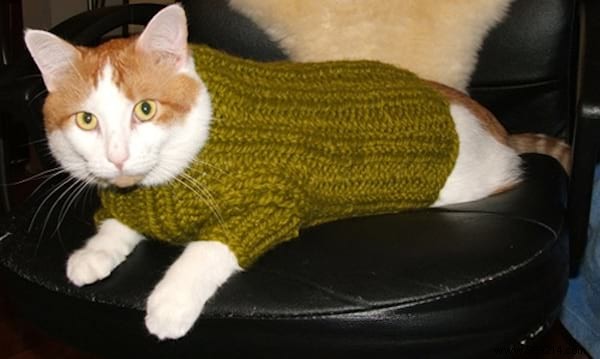 108 Adorable Photos of Cats in Cozy Sweaters: A Heartwarming Winter Gallery