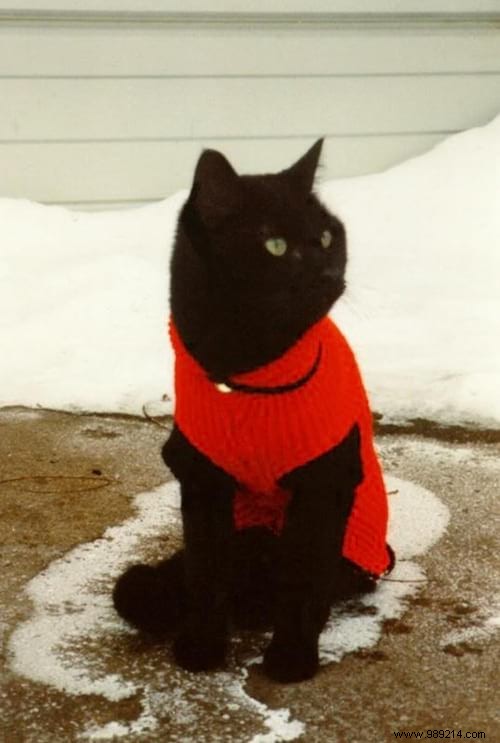 108 Adorable Photos of Cats in Cozy Sweaters: A Heartwarming Winter Gallery
