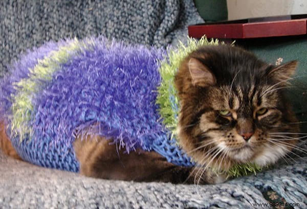 108 Adorable Photos of Cats in Cozy Sweaters: A Heartwarming Winter Gallery
