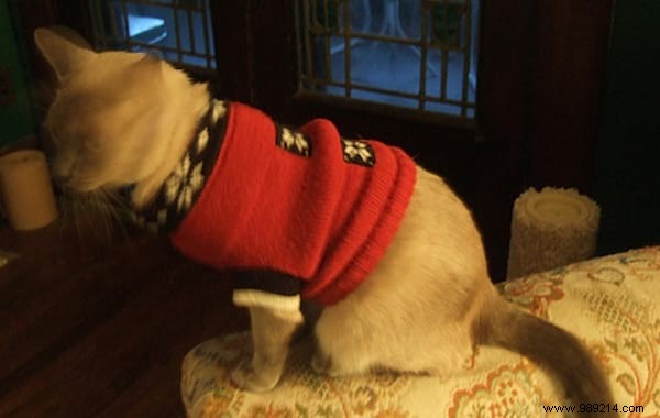108 Adorable Photos of Cats in Cozy Sweaters: A Heartwarming Winter Gallery