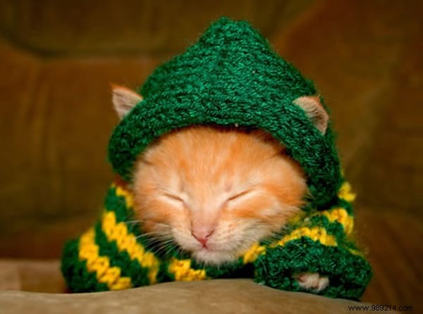 108 Adorable Photos of Cats in Cozy Sweaters: A Heartwarming Winter Gallery