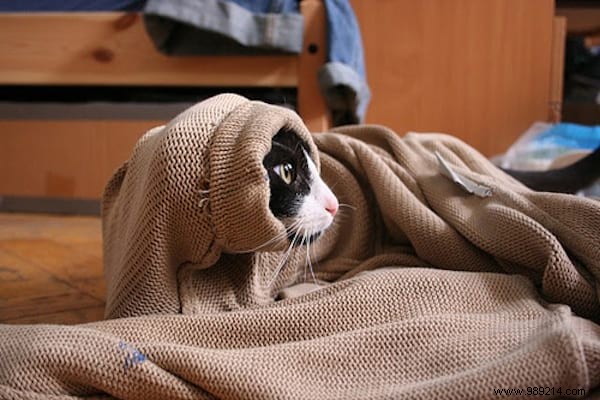 108 Adorable Photos of Cats in Cozy Sweaters: A Heartwarming Winter Gallery