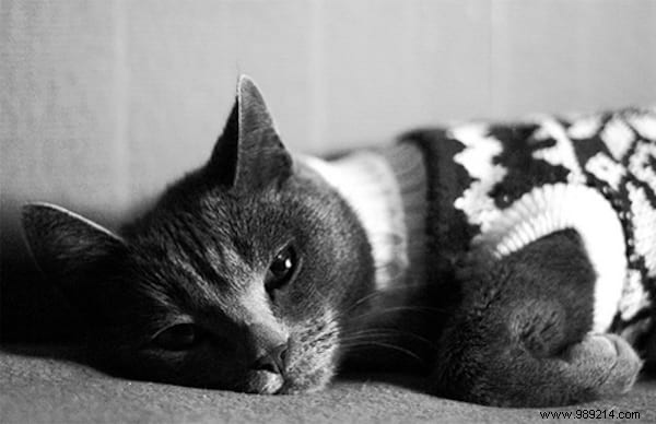 108 Adorable Photos of Cats in Cozy Sweaters: A Heartwarming Winter Gallery